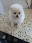 Продавам померани, снимка 4