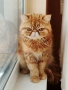Женски екзотични котки на 2 години и на 5 месеца., снимка 3