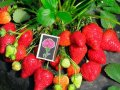 Целогодишни ягоди. , снимка 1 - Разсади - 32598677