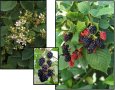   Къпина Блек Сатин -Rubus Fruticosus Black Satin, снимка 4