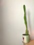 Висок кактус в кашпа, снимка 1 - Стайни растения - 39092830