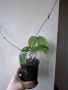 Хоя, hoya cinnamomifolia, снимка 3