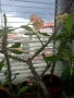 Традесканция рео, кротон,христов венец и други цветя/бамбук/цени в описанието , снимка 10