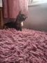 подарявам котенце , снимка 2