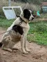 Азиатска овчарка, снимка 2