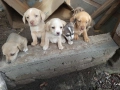 Подарявам малки кученца, снимка 1