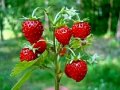 Горска ягода - Дива ягода  , снимка 4
