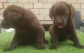 Лабрадор, шоколадови лабрадори, снимка 4