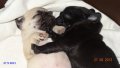 Черни бебета Мопс чистокръвни  с родословие, снимка 16
