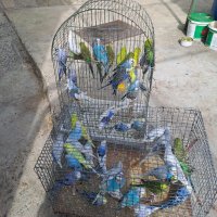 Вълнисти папагали, снимка 3 - Папагали - 34713871