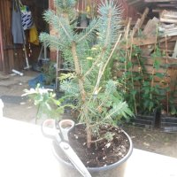 Сребрист смърч (Picea pungens), снимка 5 - Разсади - 35188178