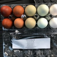 Разноцветни домашни яйца от различни породи кокошки за консумация и люпене, снимка 3 - Домашни продукти - 34929684