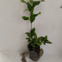 Лимони(корен), снимка 3 - Стайни растения - 14936761