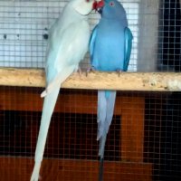 Папагали-двойка малък александър, снимка 3 - Папагали - 43449131