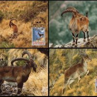Етиопия 1990 - 4 броя Карти Максимум - WWF, снимка 1 - Филателия - 38789085