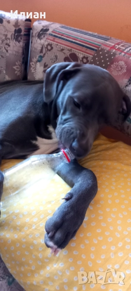 Женски Питбул на 8месеца, снимка 1