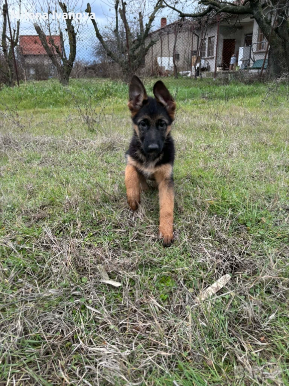 Немски овчарки от легитимен развъдник , снимка 1
