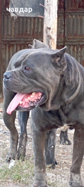 Кане Корсо , снимка 1