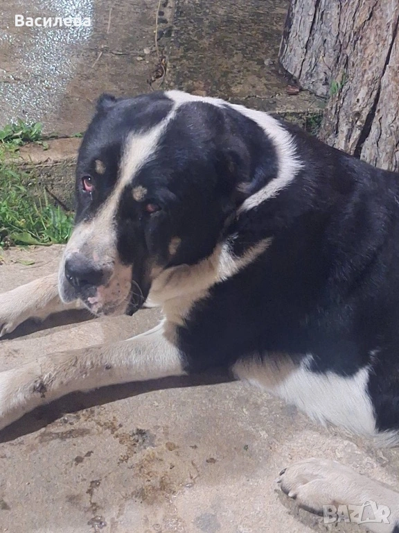 Женски Алабай, снимка 1