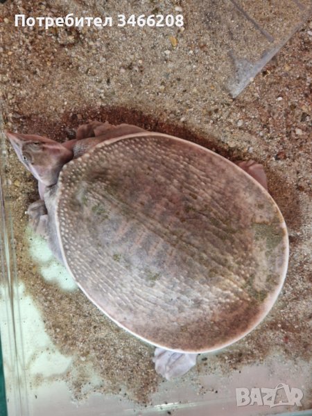 Водна костенурка Китайски трионикс, снимка 1