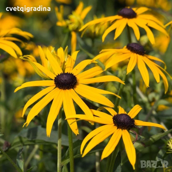 СПЕЦИАЛНА ОФЕРТА – 3 броя Рудбекия ‘Goldsturm, снимка 1