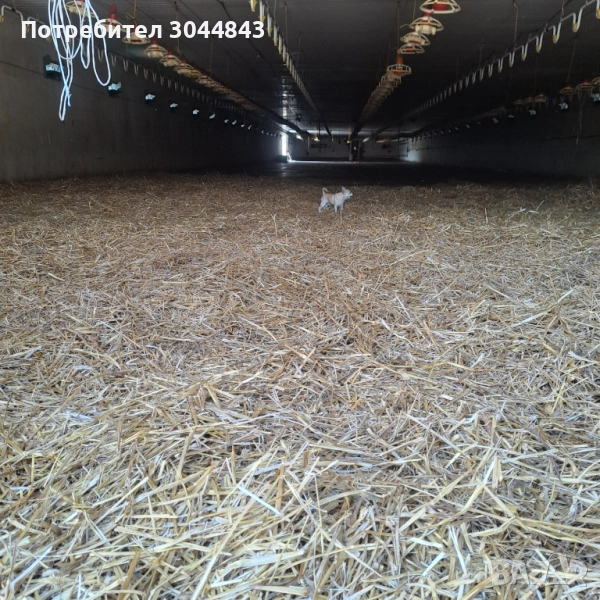 Птицеферма работеща с.Балкански, снимка 1