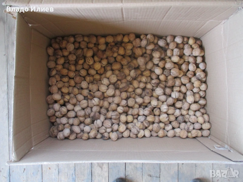 Орехи с черупки от реколта 2024 г.-7,5 кг. и от реколта 2023 г.-7 кг., снимка 1