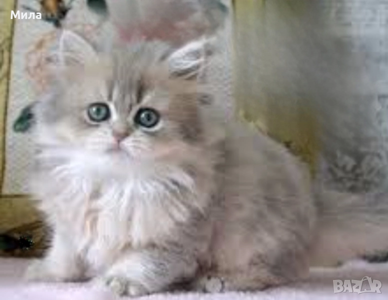  персийски котенца, снимка 1