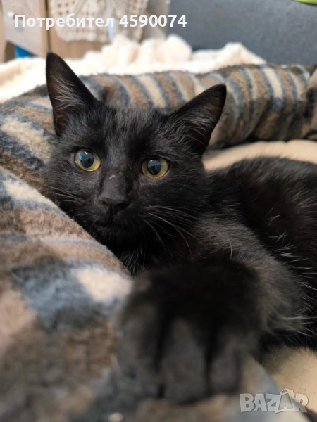 Дани търси дом…❤️, снимка 1