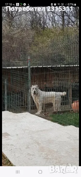 Женски Алабай , снимка 1