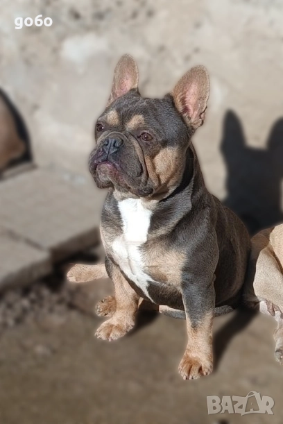 Мъжки френски булдог за разплод , снимка 1