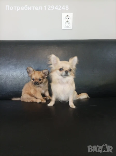 чихуахуа, снимка 1