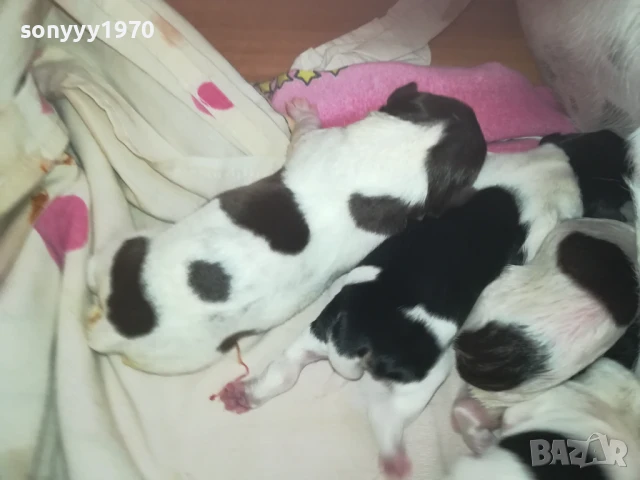 ДЖАК РЪСЕЛ БЕБЕТА-РОДЕНИ 11.08.25г 1308250726, снимка 12 - Джак ръсел териер - 51347303