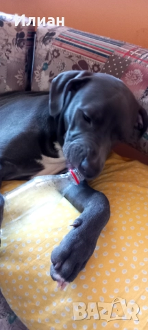 Женски Питбул на 8месеца, снимка 1