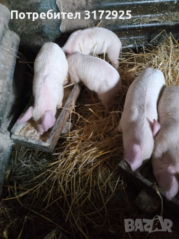 Малки прасенца , снимка 7 - Прасета - 52325916