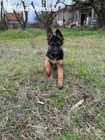 Немски овчарки от легитимен развъдник 