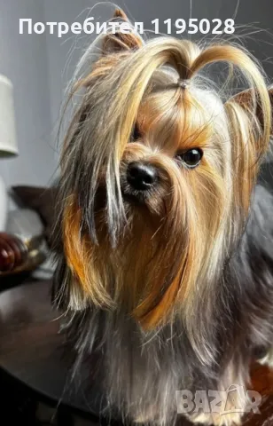 Йорки  - Йоркширски териер  джудже, снимка 5 - Йоркширски териер - 34814741