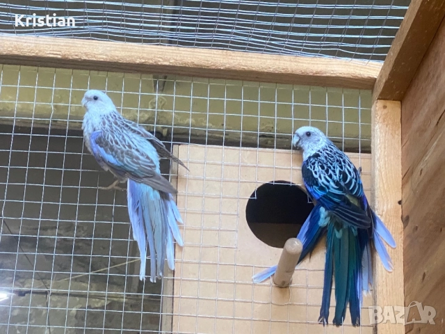 Свободни Розели - Мутация, снимка 6 - Папагали - 50741218