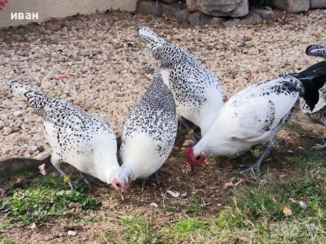 Свободни яйца от Сребърно Брезе Бантам -единствени в България вкарани в България лично от мен , снимка 11 - Кокошки и пуйки - 51155392