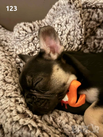 Френски булдог момиченце, снимка 2 - Френски булдог - 53058383