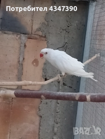 Малък Александър , снимка 3 - Папагали - 53563732