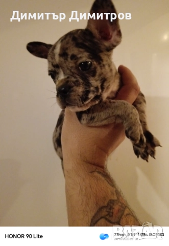 Френски булдог Мерле , снимка 3 - Френски булдог - 52352565