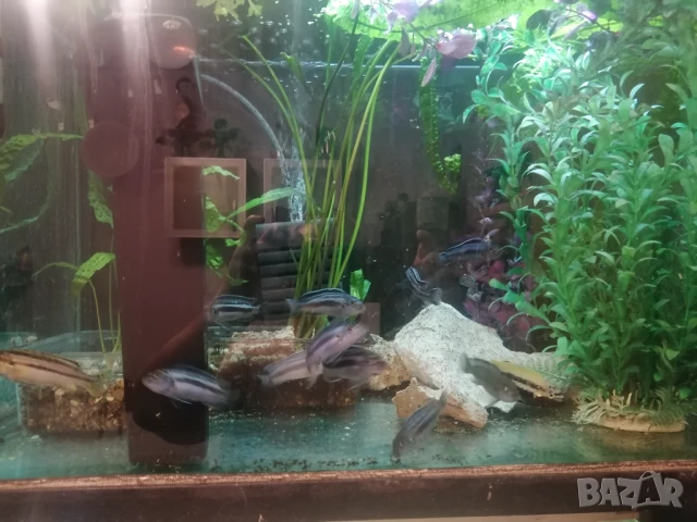 Продавам два аквариума на метална стойка, цихлиди подарък. , снимка 6 - Аквариуми - 50853518