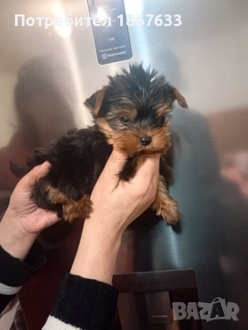 Йоркширски териер