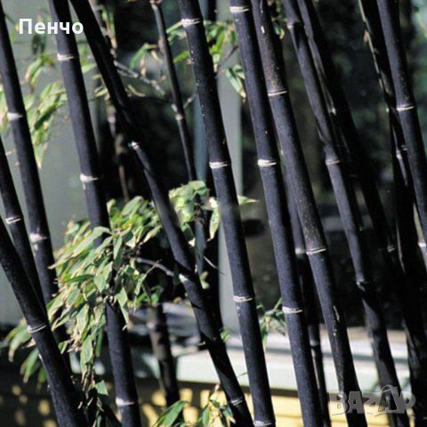 100 бр бамбукови семена градински растения Черен цвят бамбук Moso-Bamboo за декорация на градината д, снимка 2 - Сортови семена и луковици - 28091326