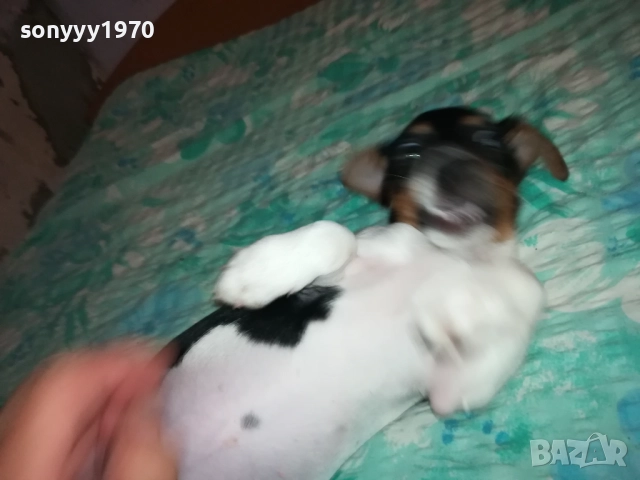 ЖЕНСКО ДЖАКЧЕ НА 90 ДЕНА 2011251700, снимка 4 - Джак ръсел териер - 52482164