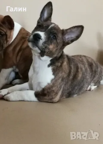 ⭐Басенджи⭐ , снимка 5 - Други - 49399181