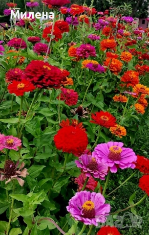 Семена висока и ниска циния , снимка 13 - Сортови семена и луковици - 49165896