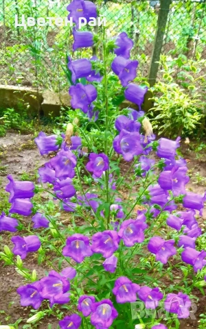 Три вида кампанула камбанка, гломерата и пирамидалис , снимка 6 - Градински цветя и растения - 52854164