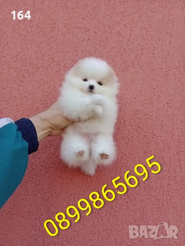 Женски Померани. Различни възрасти!, снимка 6 - Померан - 52725199